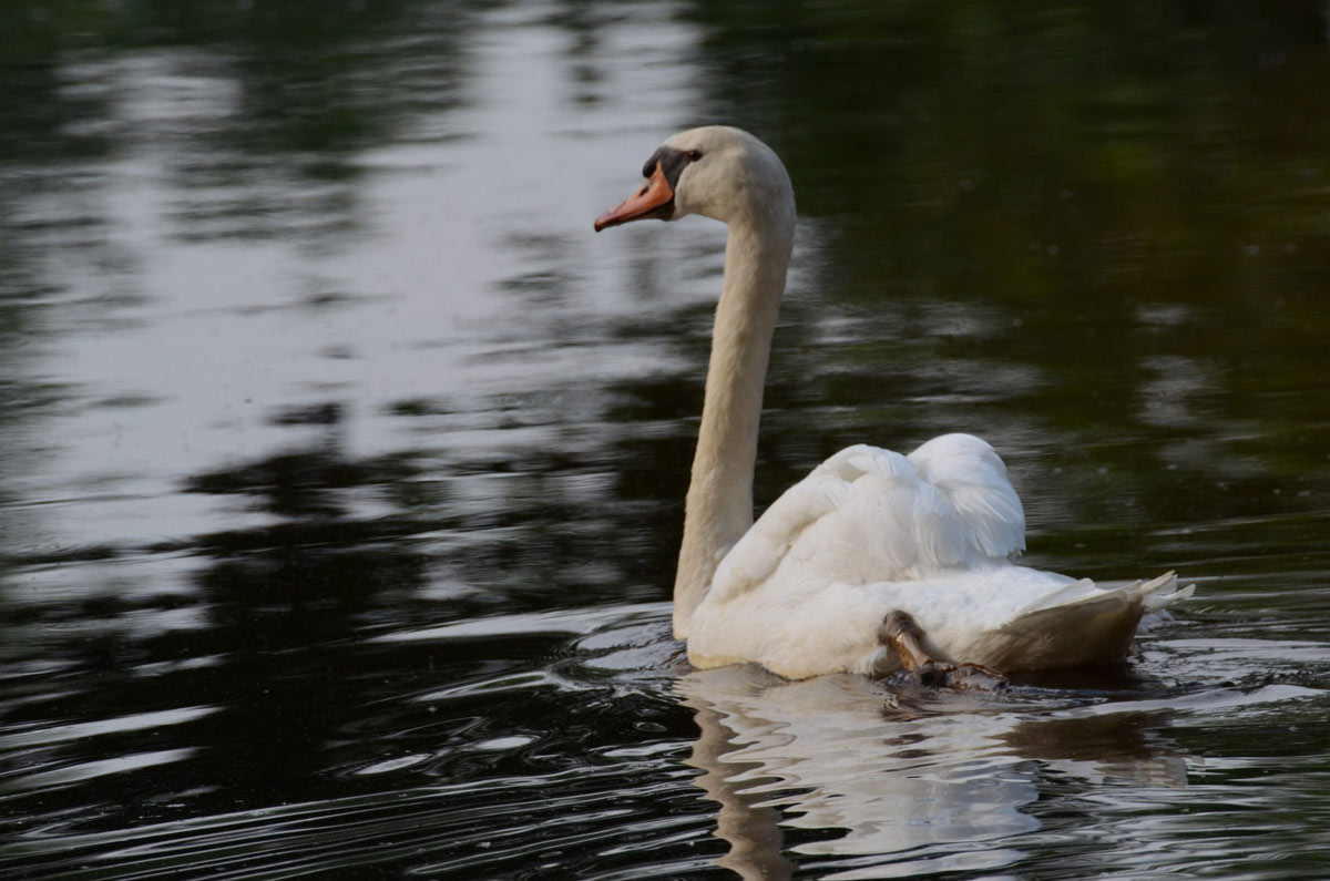 Wentholtpark-zwaan